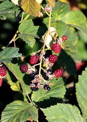 growing red and black fruits of blackberry bush close up