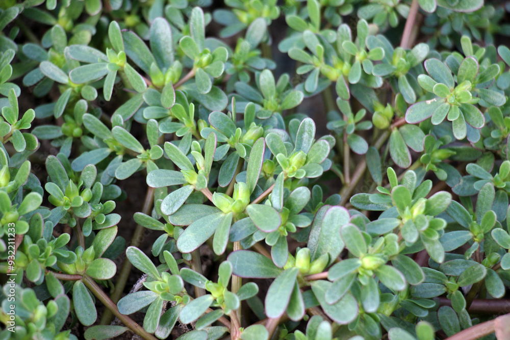 Sticker in the soil, like a weed grows purslane (portulaca oleracea)