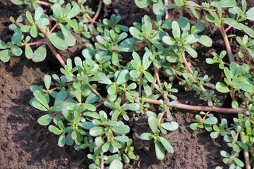 In the soil, like a weed grows purslane (Portulaca oleracea)