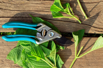 Hydrangea cuttings, propagation of hydrangea plants with chopped cuttings with leaves