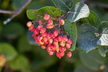 Berries of a Korean spice viburnum, Viburnum carlesii
