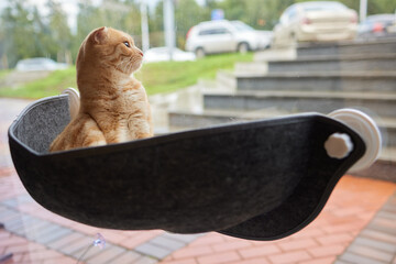 cute cat laying in wall glass mounted bed.