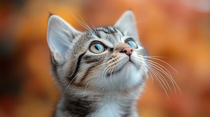 Obraz premium A curious kitten gazes upward against a warm, autumn backdrop.