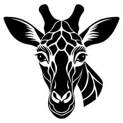 Obraz premium head of a giraffe