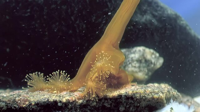 Lucernaria, or Stauromedusae, is unique jellyfish with goblet shape. Its sedentary lifestyle allows it to thrive in various aquatic environments, making it valuable subject in marine biology