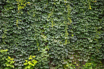 Green Foliage Covered Wall of Climbing Vines