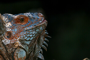 This striking photograph captures an Iguana lizard basking in its tropical environment. The lizard's textured scales, vibrant green color, and calm posture are beautifully highlighted