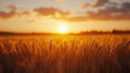 Golden wheat field bathed in warm sunset light