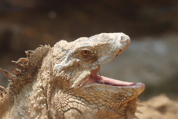 This striking photograph captures an Iguana lizard basking in its tropical environment. The lizard's textured scales, vibrant green color, and calm posture are beautifully highlighted