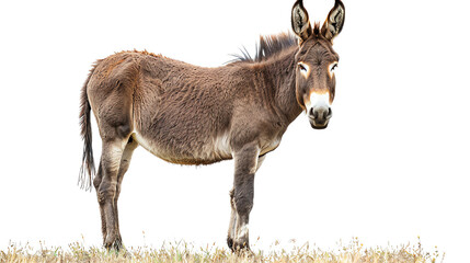 A house protected by a dome from heavy rain and lightning.