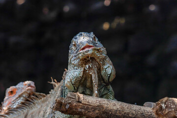 This striking photograph captures an Iguana lizard basking in its tropical environment. The lizard's textured scales, vibrant green color, and calm posture are beautifully highlighted