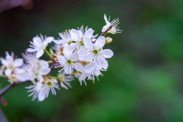 A branch with flowers on a green background. White flowers in close-up. Flowering plant.