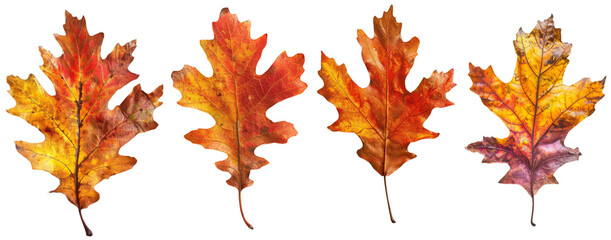 Obraz premium Autumn Oak Leaves: A vibrant quartet of autumn oak leaves, showcasing the rich hues of the season. Each leaf is isolated on transparent background capturing their intricate details and warm colors. 