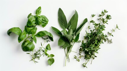 Obraz premium Thyme, basil, and sage leaves are arranged on a white surface, prepared for culinary use
