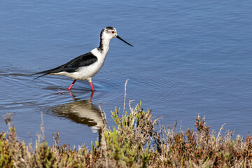 Black-winged stilt, Himantopus himantopus in Ria Formosa Natural Reserve, Algarve Portugal.