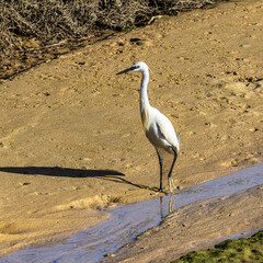The little egret, Egretta garzetta in Ria Formosa Natural Reserve, Algarve Portugal.