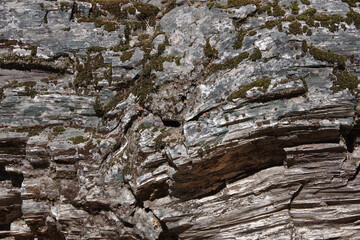 Petrified wood tree trunk