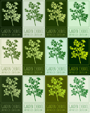 Set of vector drawing GARDEN CHERVIL in various colors. Hand drawn illustration. Latin name is ANTHRISCUS CEREFOLIUM L.
