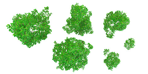 3d rendering of Himalayan birch trees on transparent background from top view