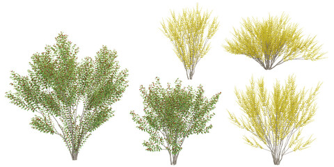 Fototapeta premium collection of Cornelian cherry trees beautiful isolated on white background