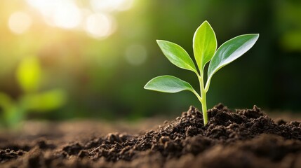 Fototapeta premium Small seedling growing in rich soil with sunlight in a lush outdoor setting