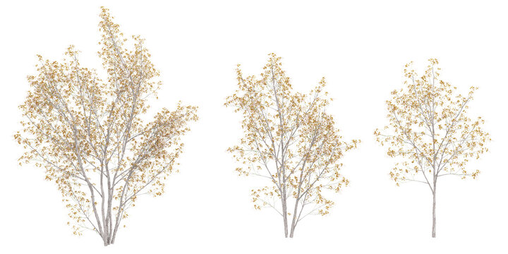 Juneberry Trees collection with realistic style