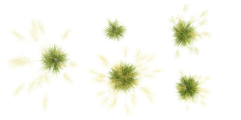 Jungle Chinese Giant feather grass shapes cutout 3d render from the top view