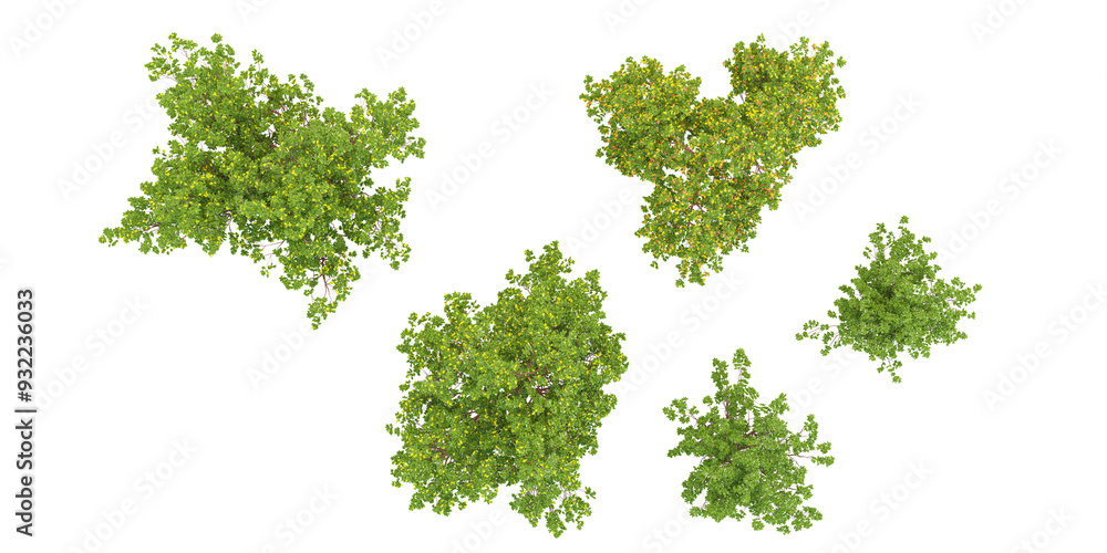 Poster jungle paperbark maple trees shapes cutout 3d render from the top view