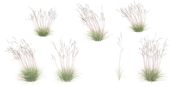 Littile bluestem with transparent background, 3D rendering, for illustration, digital composition, architecture visualization