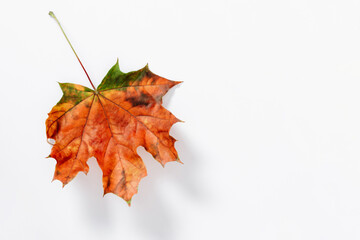 Colorful autumn leaf on white table. Beautiful single multicolored big maple leaf isolated on white background. Top view. Flat lay.