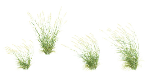 Reed canary grass isolated on white background, tropical trees isolated used for design, advertising and architecture © Saifstock