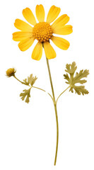 Fototapeta premium PNG Real pressed a single minimal yellow Feverfew flower asteraceae blossom.