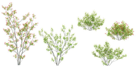 set of Red chokeberry trees on transparent background, 3D rendering © Saifstock