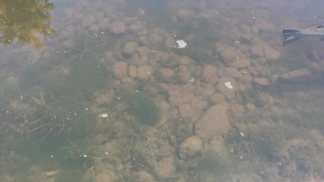 Large Atlantic salmon swimming in a river