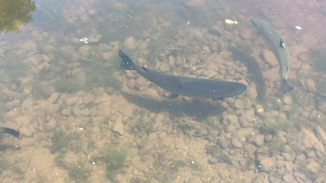 Large Atlantic salmon swimming in a river