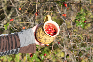 red briar berry in the cup in human hands