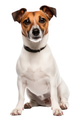 PNG Mammal animal puppy dog.