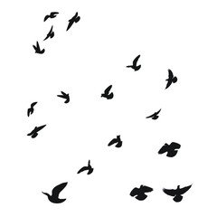 Fototapeta premium Silhouette sketch of a flock of flying birds, flight in different positions. Takeoff, flying, flight, flutter, hover, soaring, landing