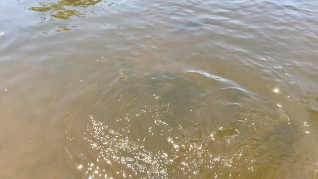 rainbow trout swimming in a clear river
