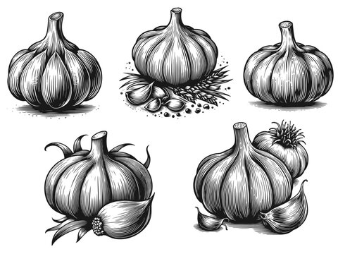 Detailed black and white garlic illustration with cloves and herbs. Vector, generative ai.
