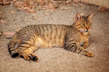 Stray cat on the street of Israel, Haifa