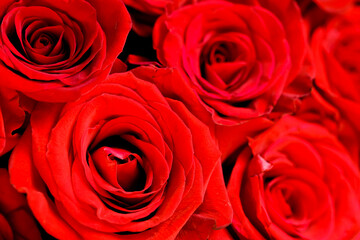 Defocused bunch of red roses patterned as red background