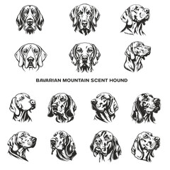 black and white heads, bavarian mountain scent hound