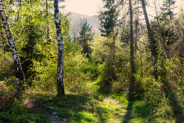 Obraz premium The lush green foliage in the spring forest against Pirin mountains. Bansko, Bulgaria.