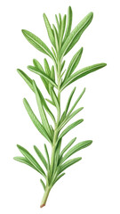 Obraz premium PNG Rosemary plant green herbs.