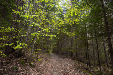 The first green in the spring forest in the Pirin mountains near Bansko, Bulgaria. Demyanishka river eco trail.