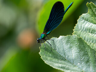 blue dragonfly on a leaf