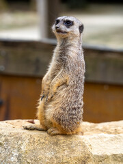Suricate