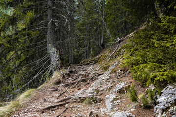 A trekking route from Banderishka meadow to Banderitsa hut in the fir forest in cloudy day. The trail goes through rocks and tree roots among spruces.
