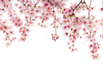 PNG Delicate pink cherry blossoms bloom